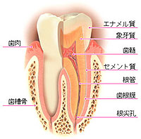 歯の構造